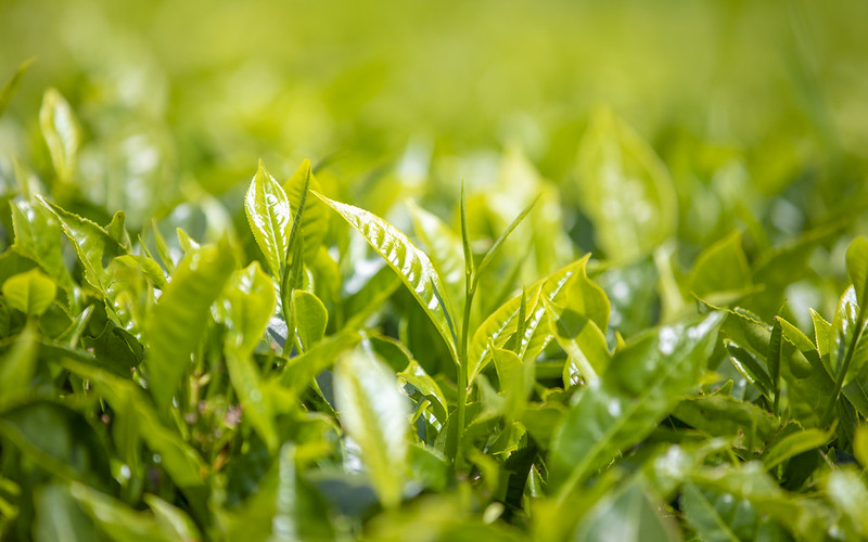 ルワンダ　ティー